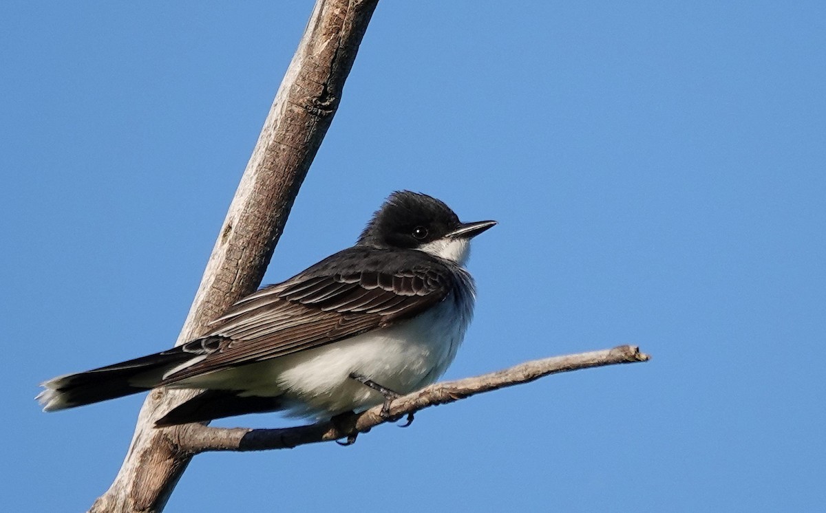 Eastern Kingbird - ML619817375