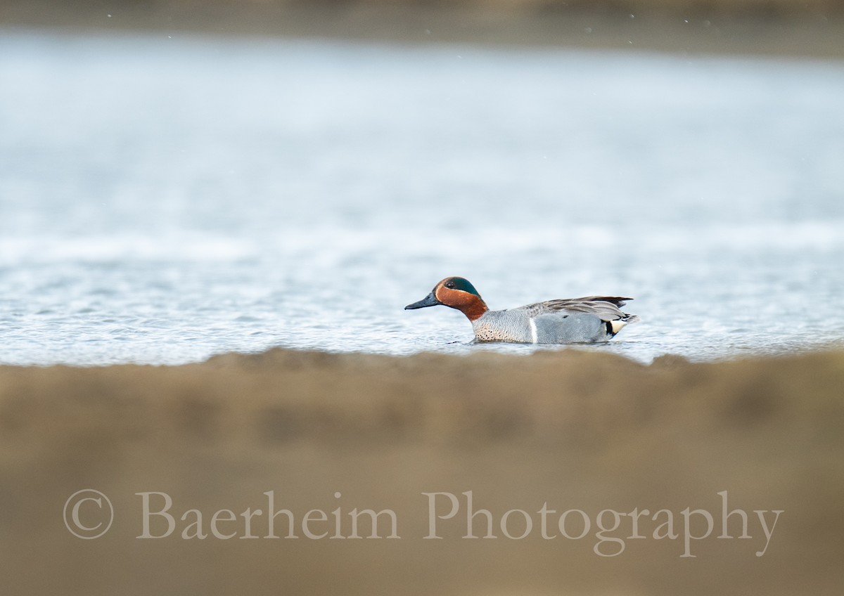 čírka obecná (ssp. carolinensis) - ML619817376