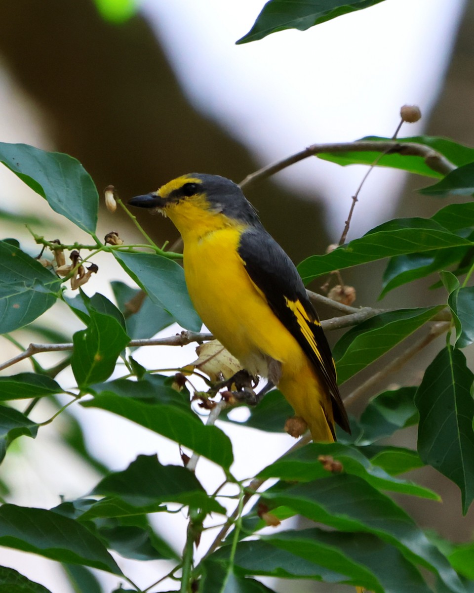Orange Minivet - ML619817378