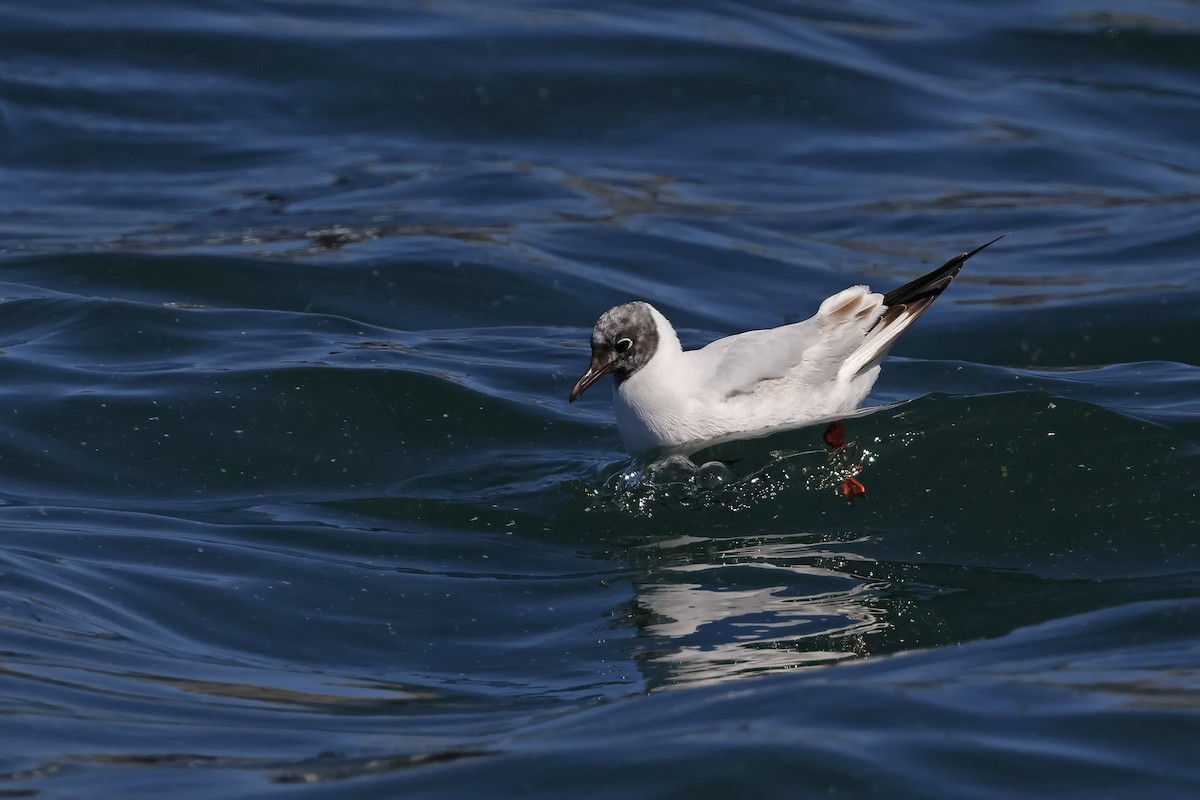 Mouette rieuse - ML619817382