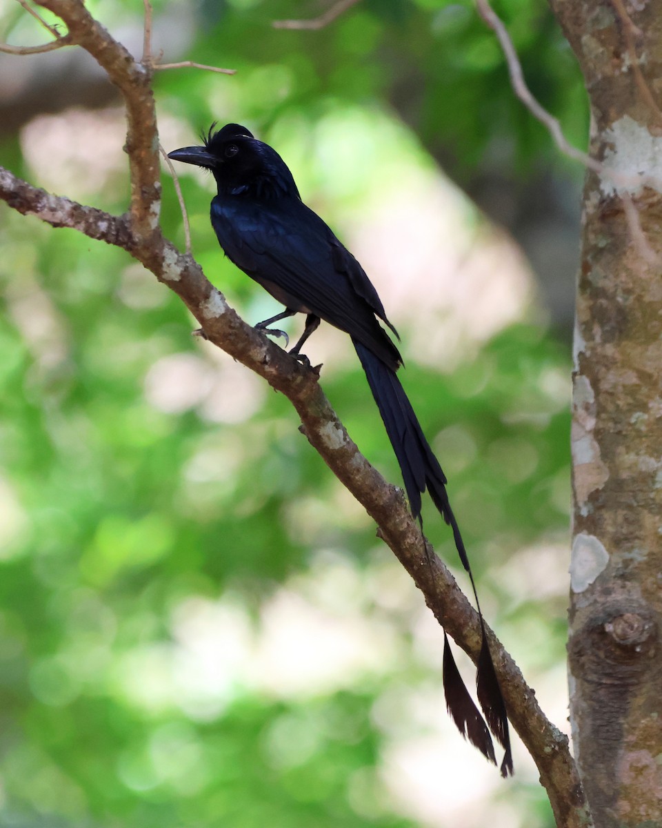 Greater Racket-tailed Drongo - ML619817383