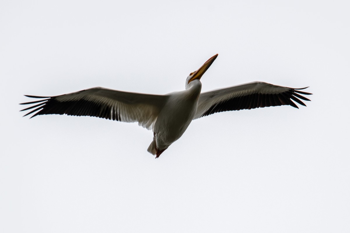 pelikán severoamerický - ML619817384