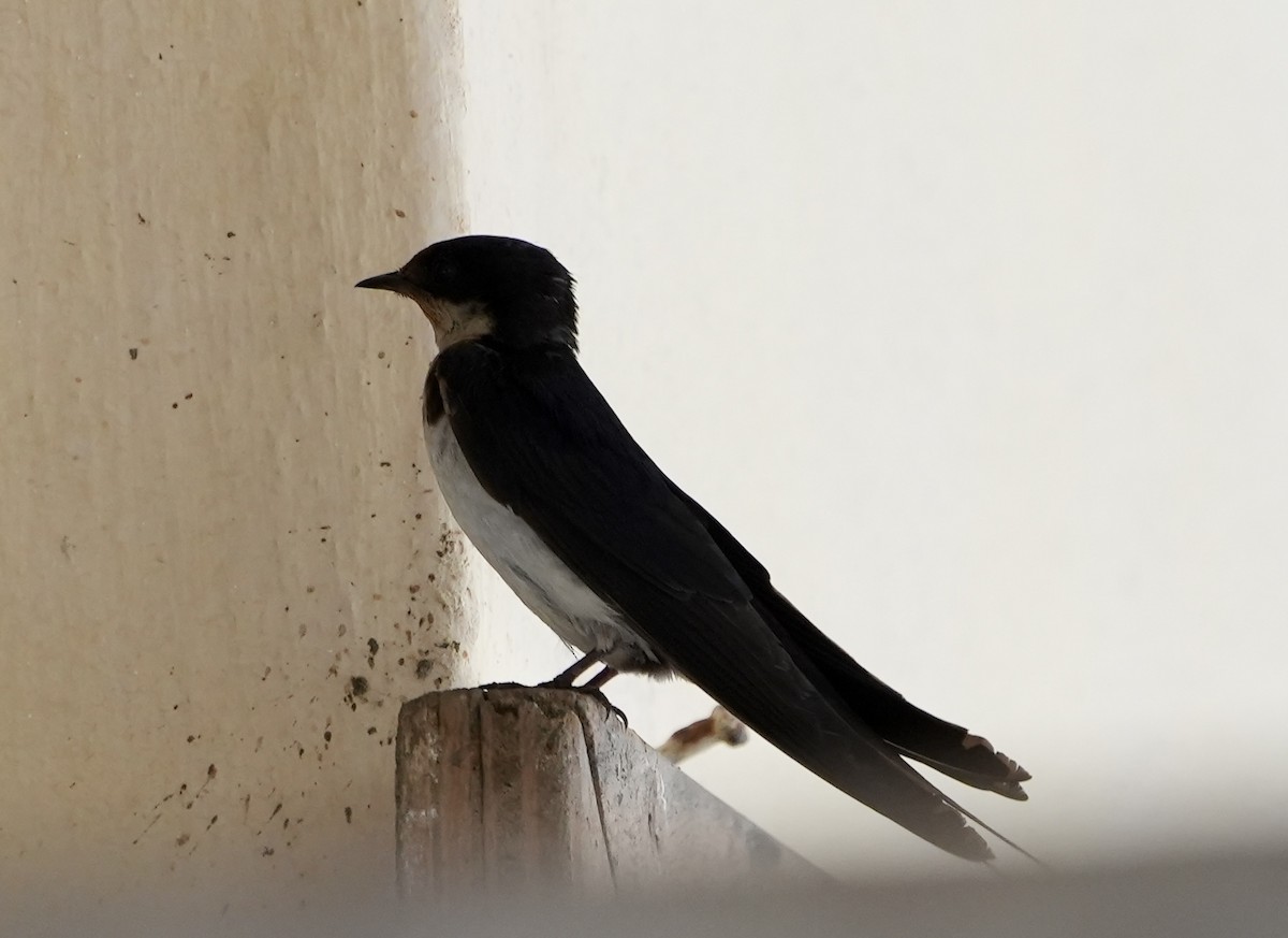 Wire-tailed Swallow - ML619817386