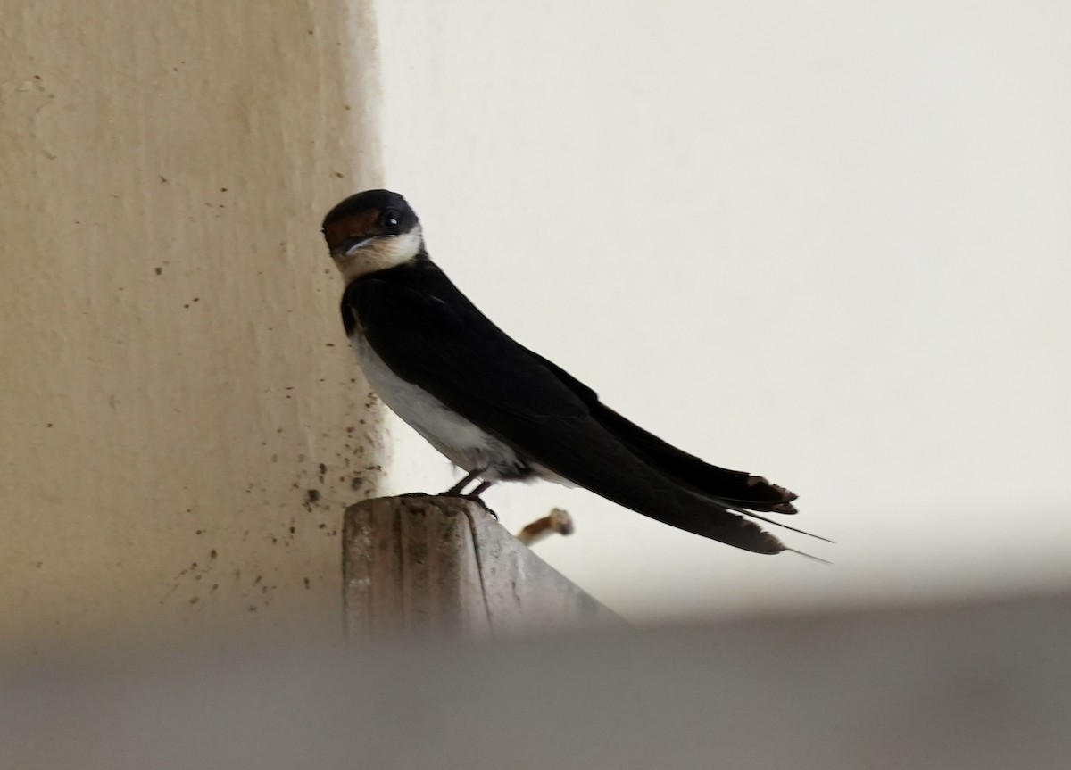 Wire-tailed Swallow - ML619817387