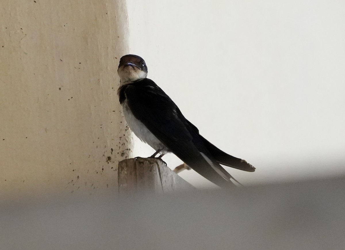 Wire-tailed Swallow - ML619817388