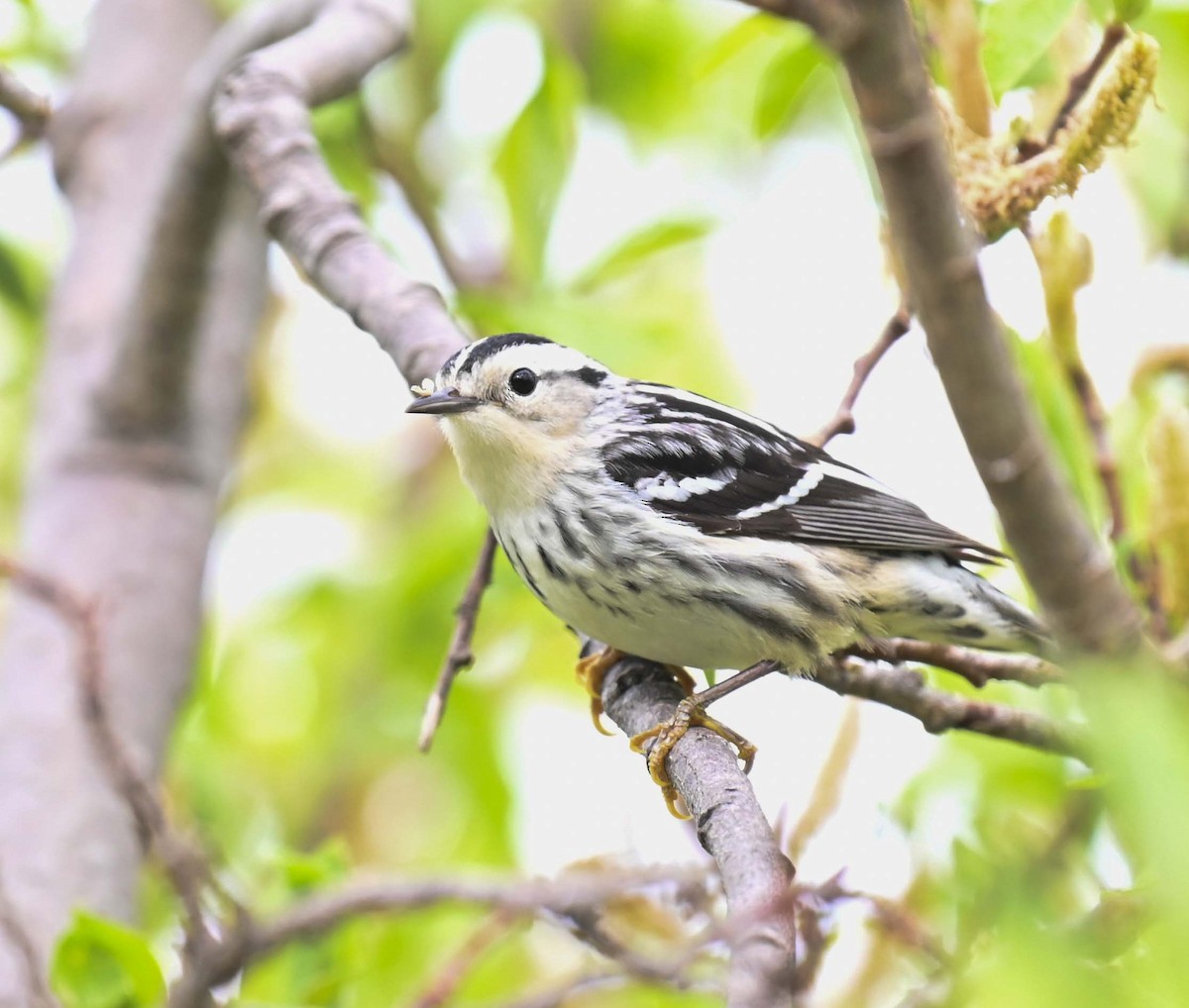 Black-and-white Warbler - ML619817391