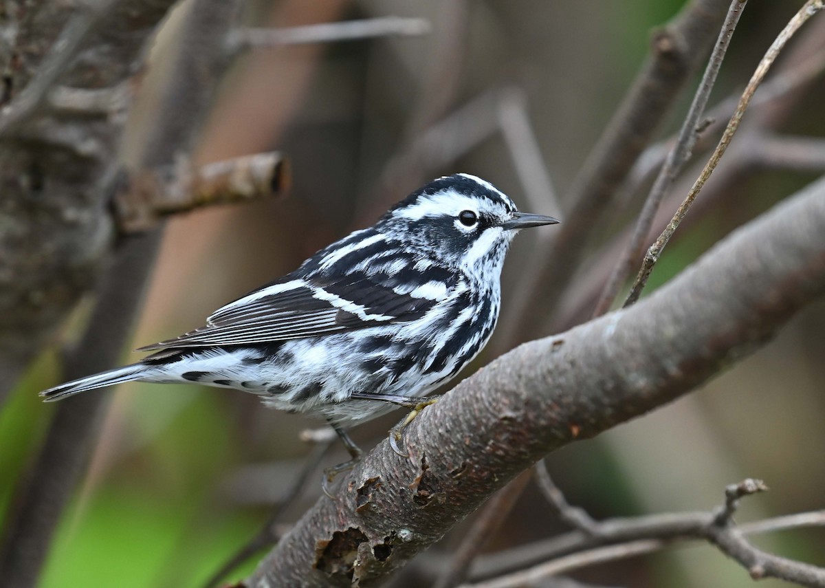 Black-and-white Warbler - ML619817392