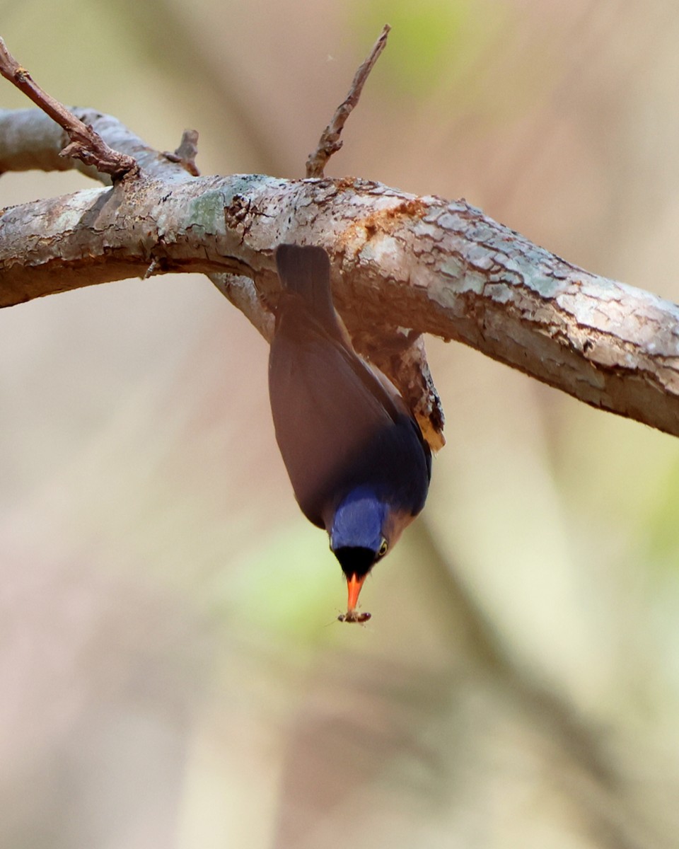 Velvet-fronted Nuthatch - ML619817393