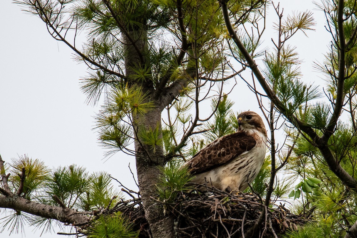 Red-tailed Hawk - ML619817401