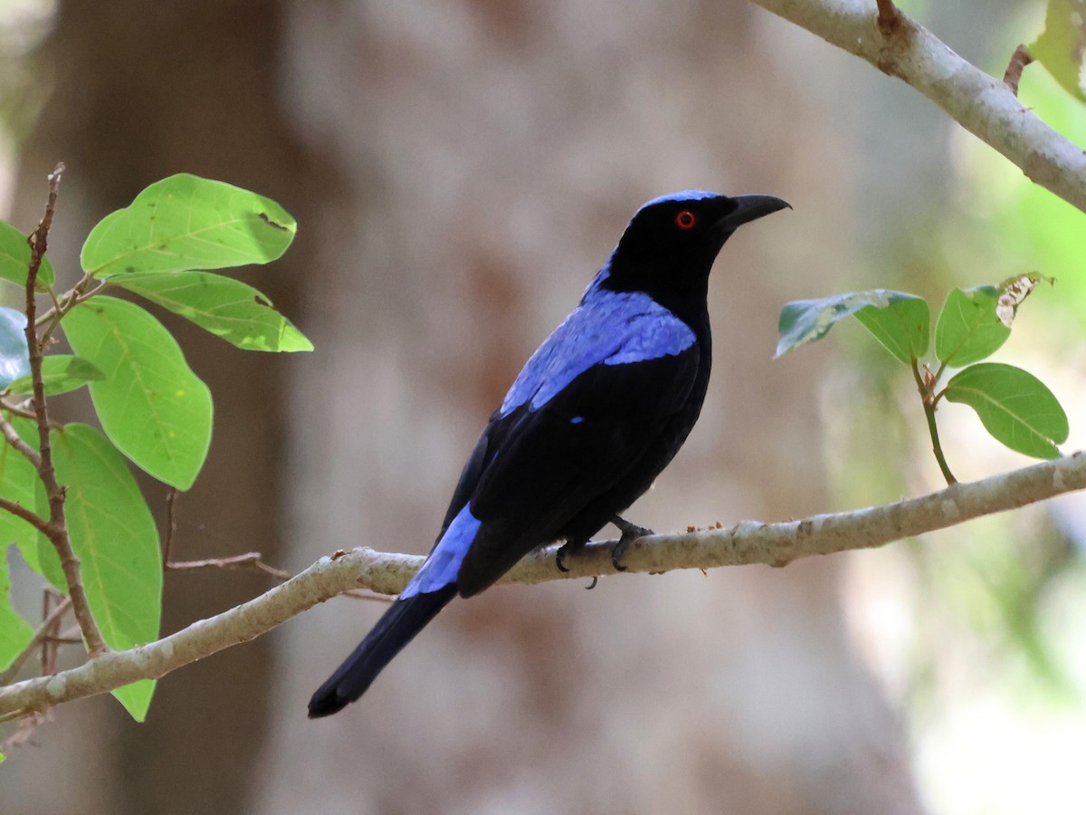Asian Fairy-bluebird - ML619817407
