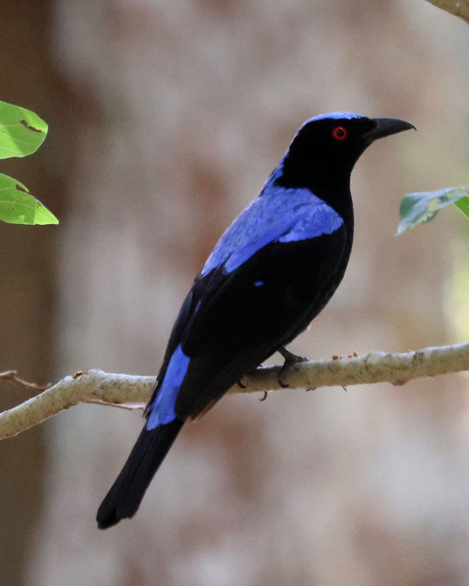 Asian Fairy-bluebird - ML619817408