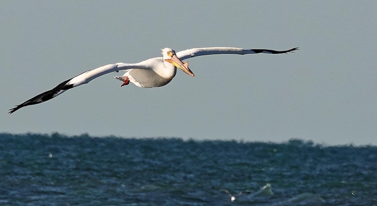 American White Pelican - ML619817414