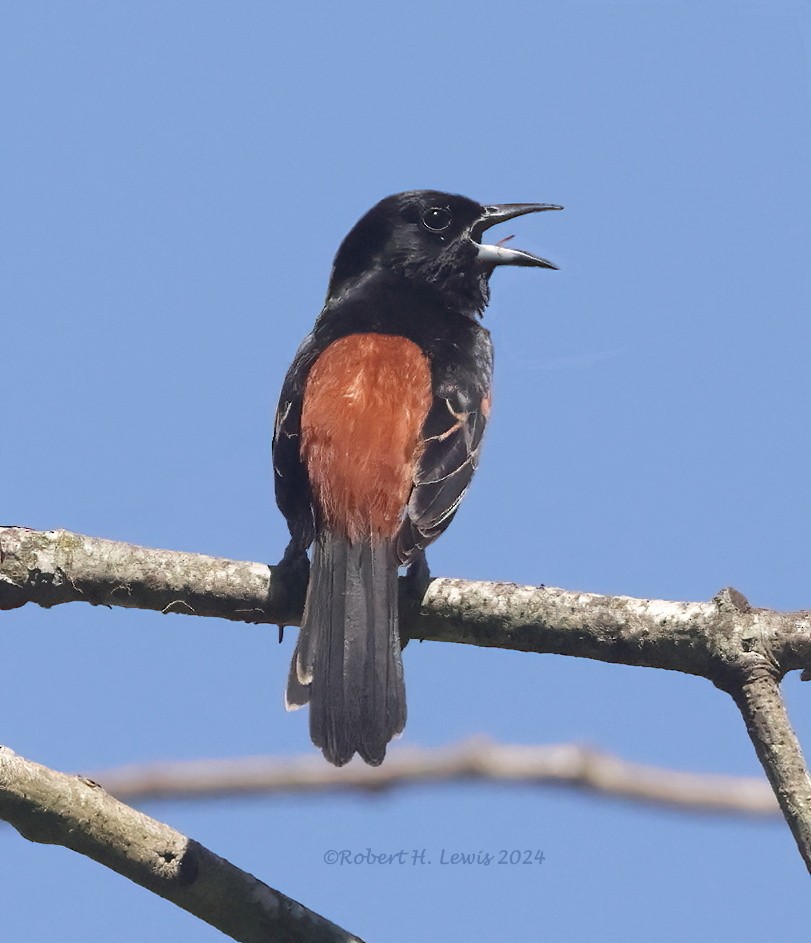Orchard Oriole - ML619817415