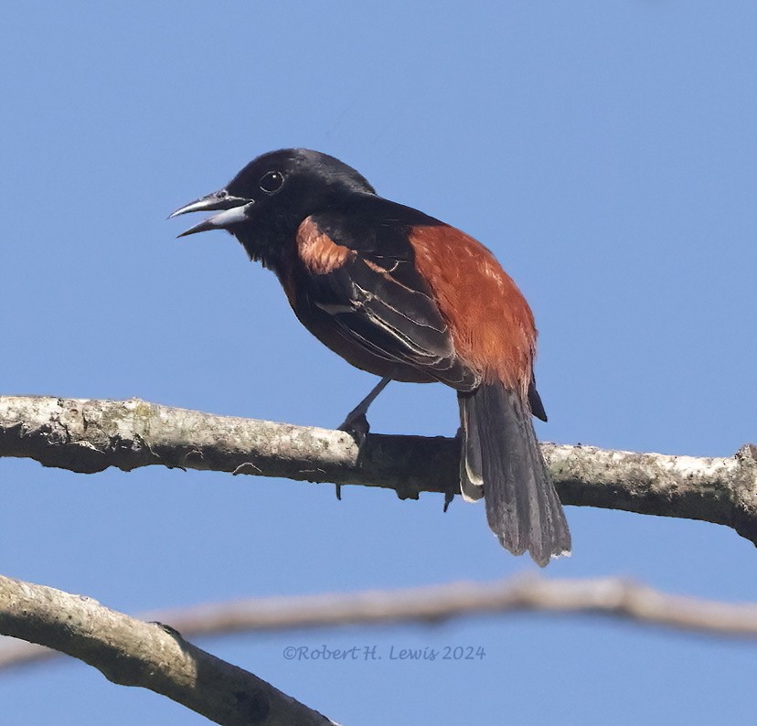 Orchard Oriole - ML619817417
