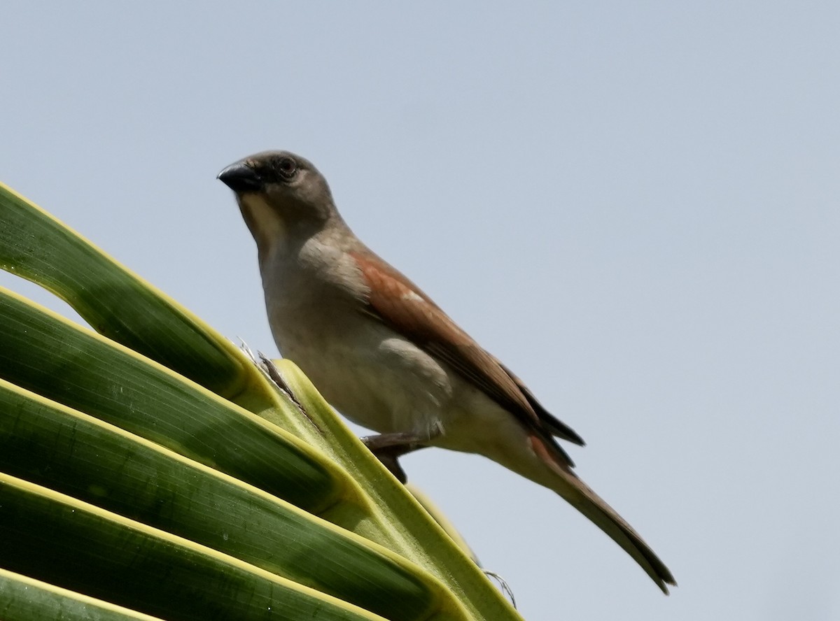 Northern Gray-headed Sparrow - ML619817418