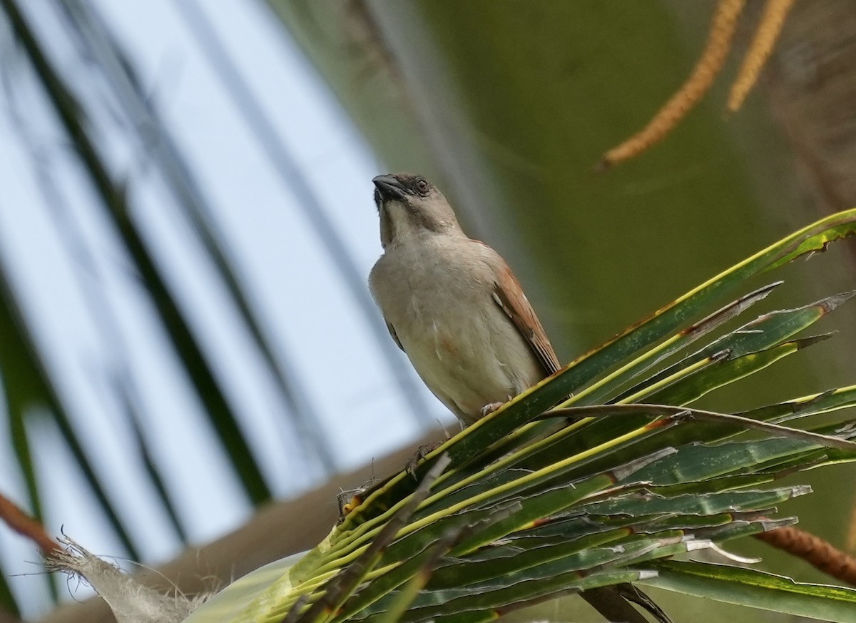 Northern Gray-headed Sparrow - ML619817419
