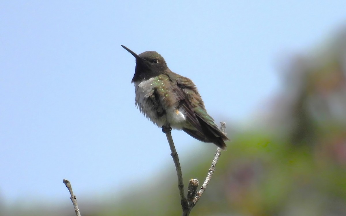 Black-chinned Hummingbird - ML619817426