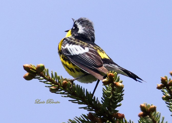 Magnolia Warbler - ML619817435