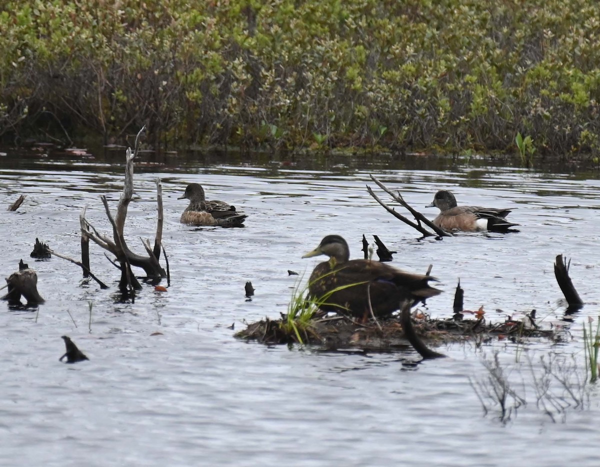 American Black Duck - ML619817441