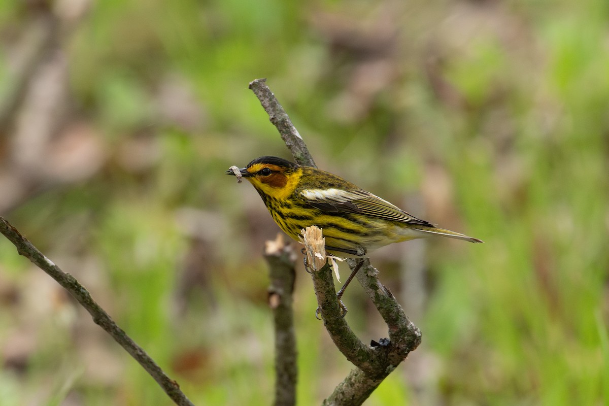 Cape May Warbler - ML619817446