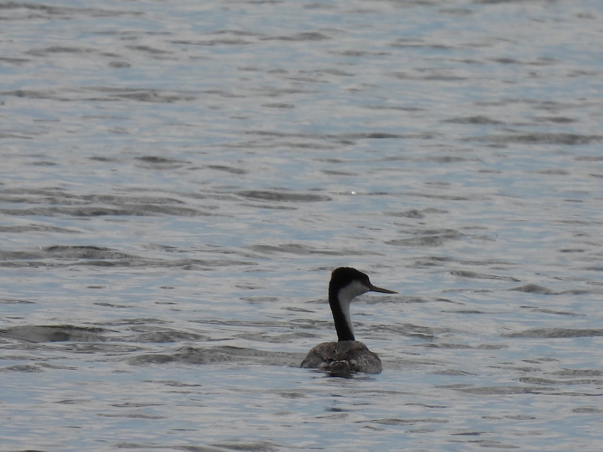 Western Grebe - ML619817452