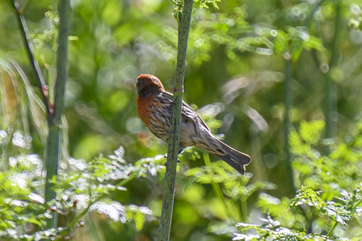 House Finch (Common) - ML619817455