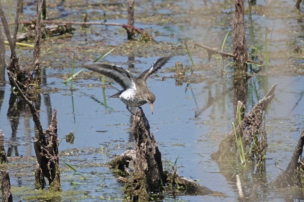 Spotted Sandpiper - ML619817461