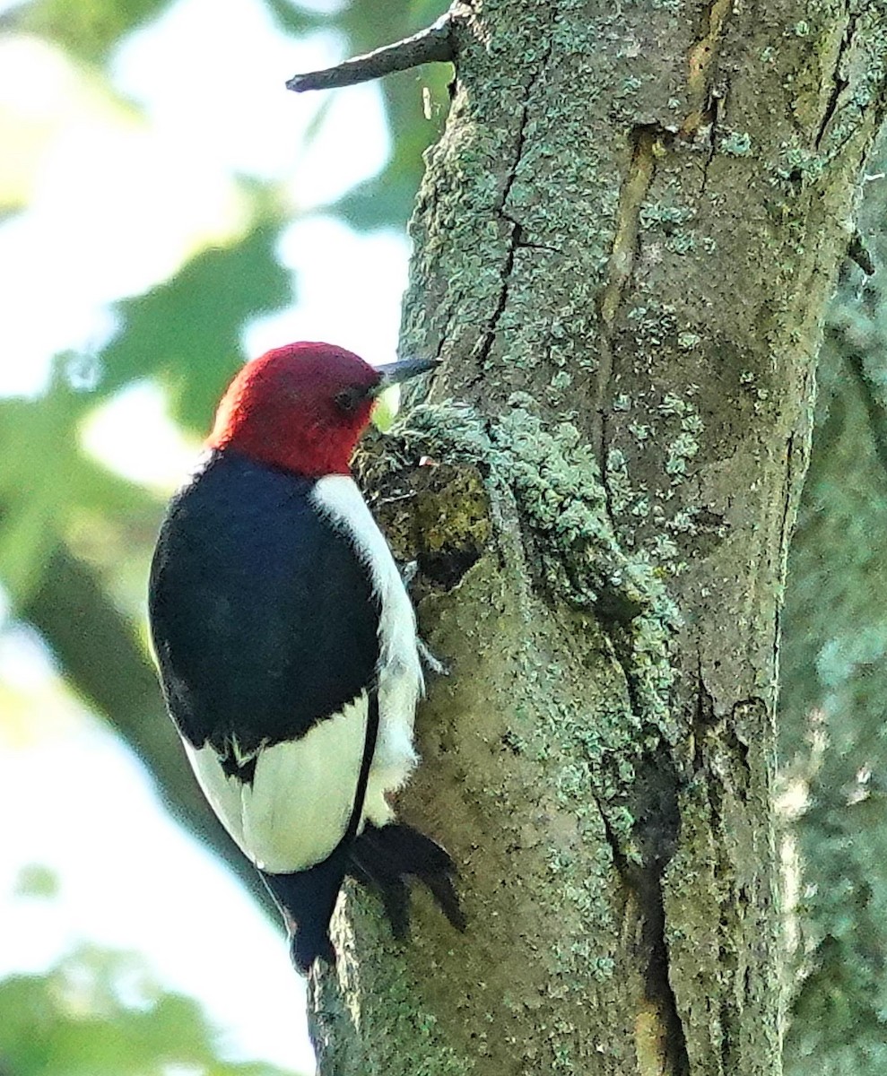 Red-headed Woodpecker - ML619817479
