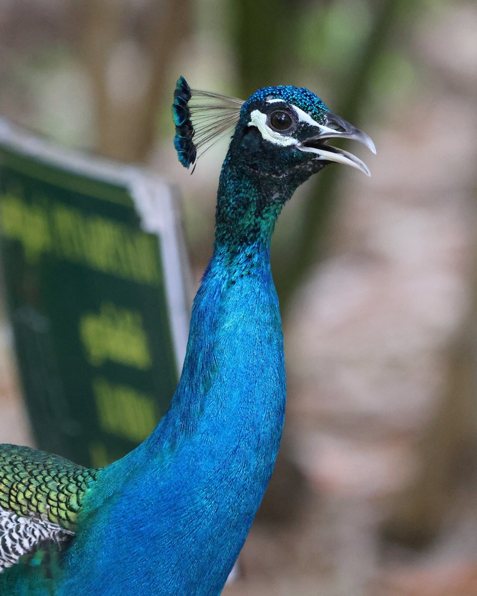 Indian Peafowl - ML619817481