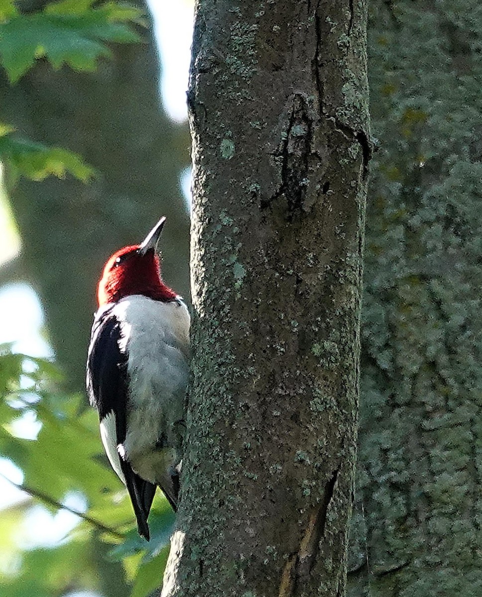 Red-headed Woodpecker - ML619817484
