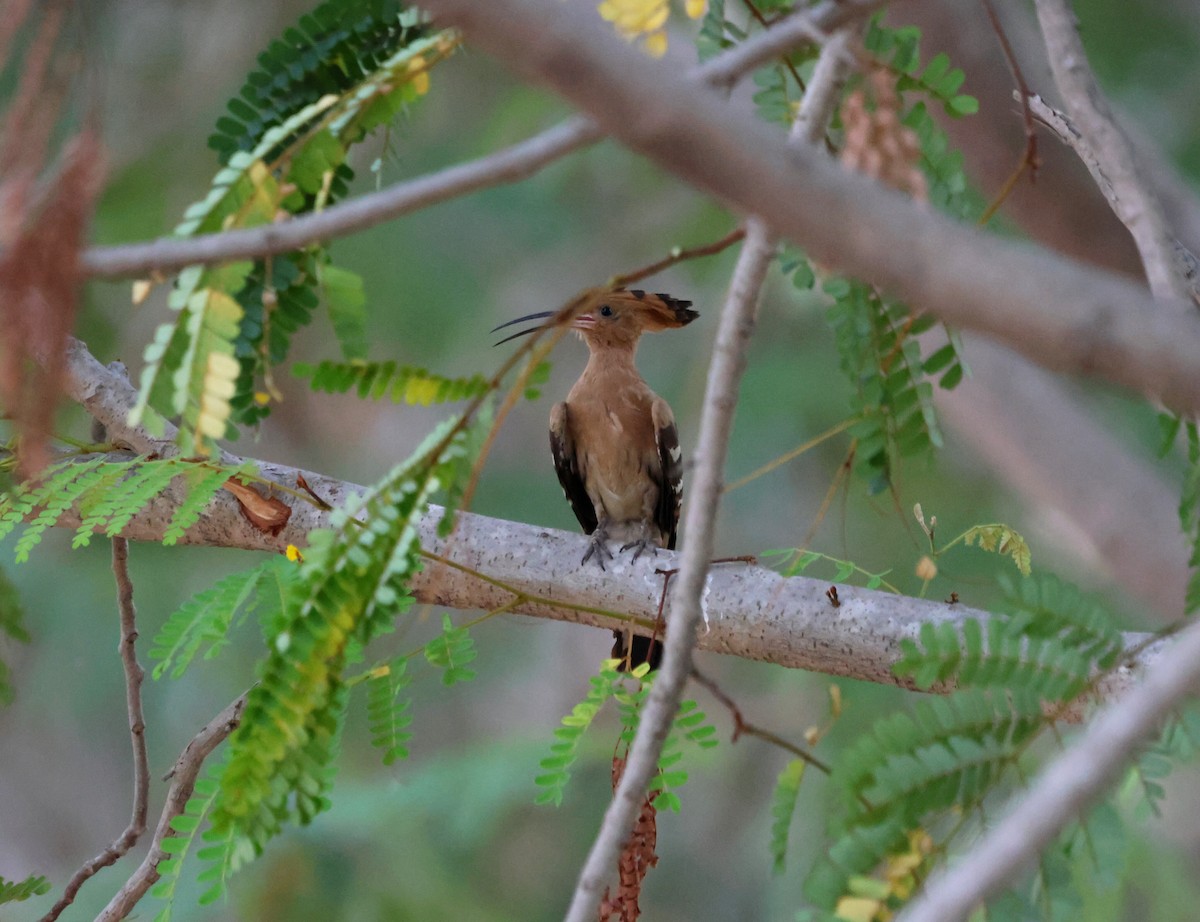 Common Hoopoe - ML619817491