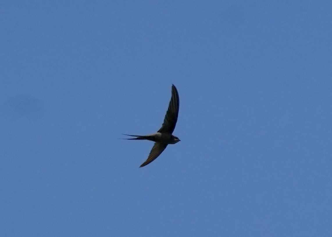 African Palm Swift - ML619817495