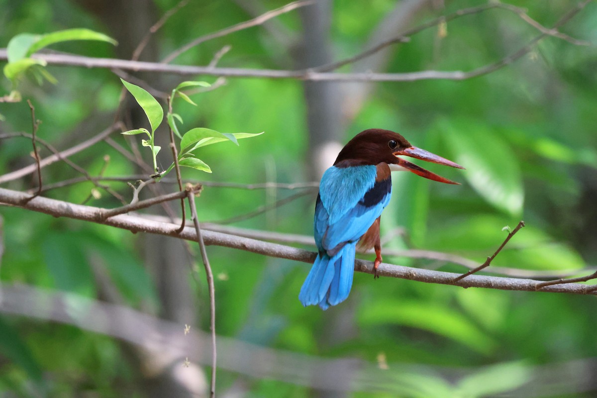 White-throated Kingfisher - ML619817499