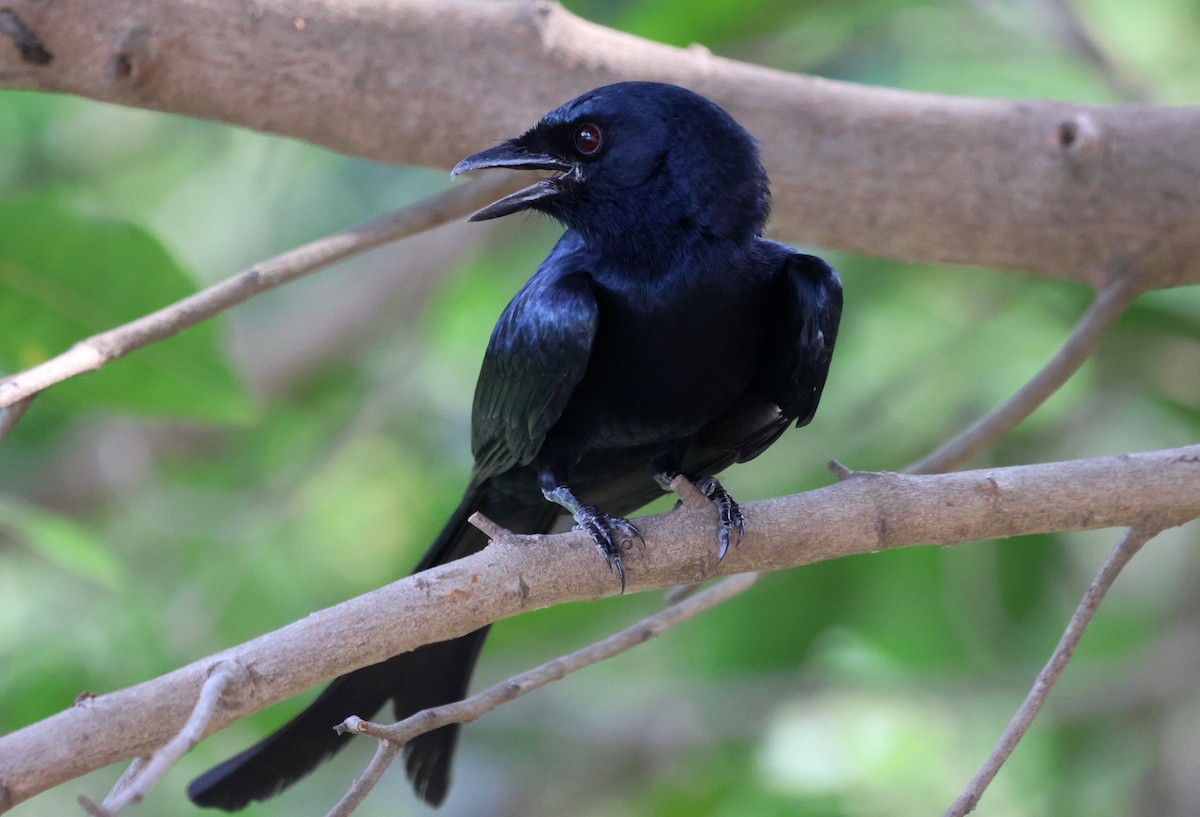 Black Drongo - ML619817502