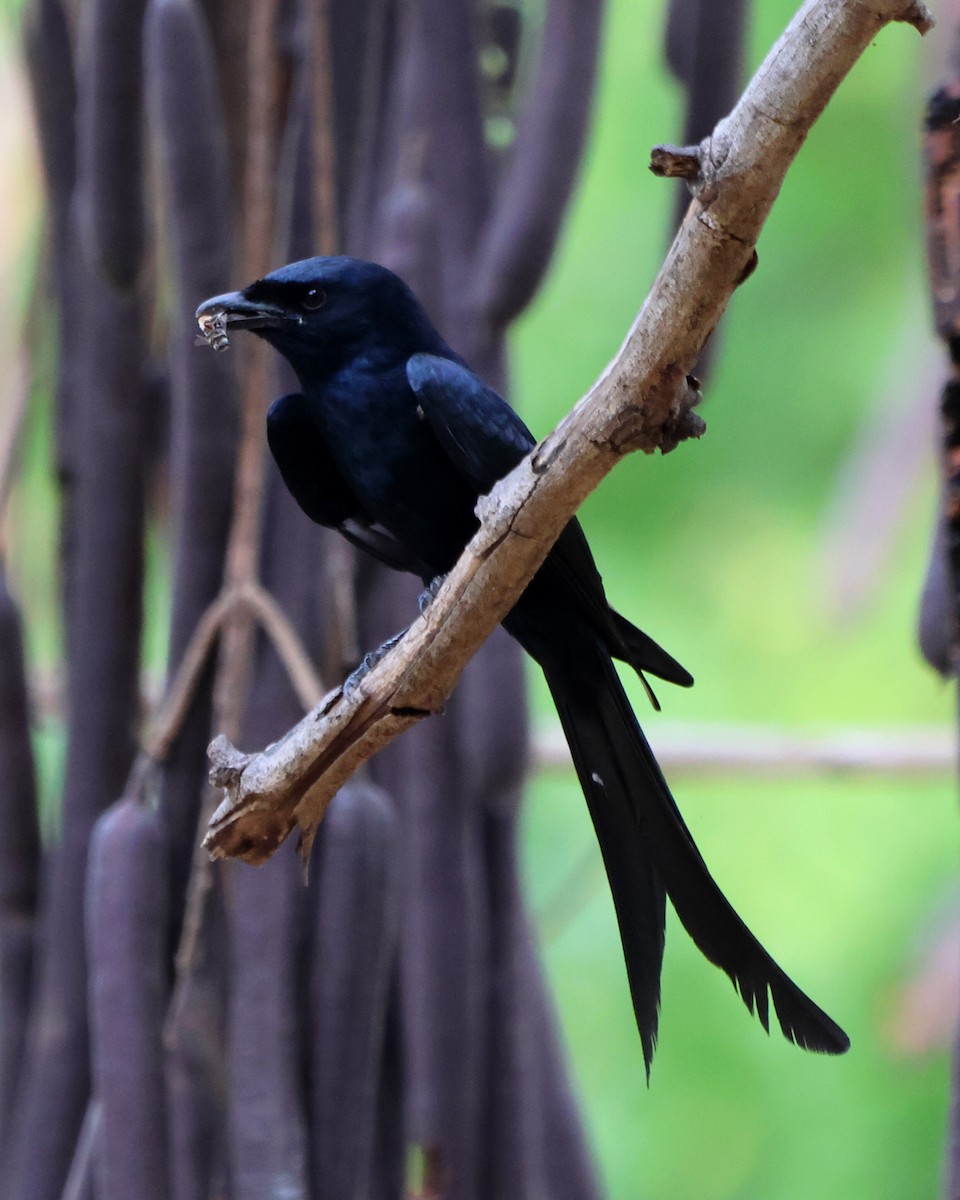 Black Drongo - ML619817515