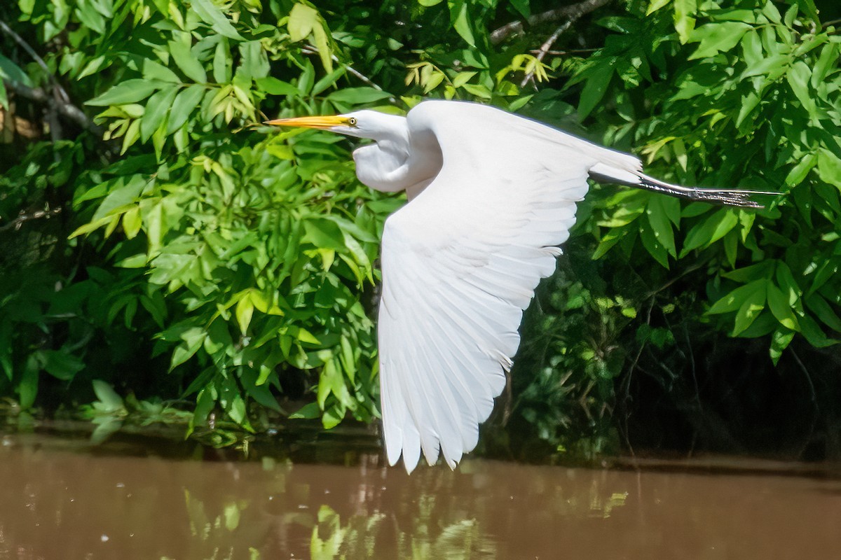 Great Egret - ML619817520