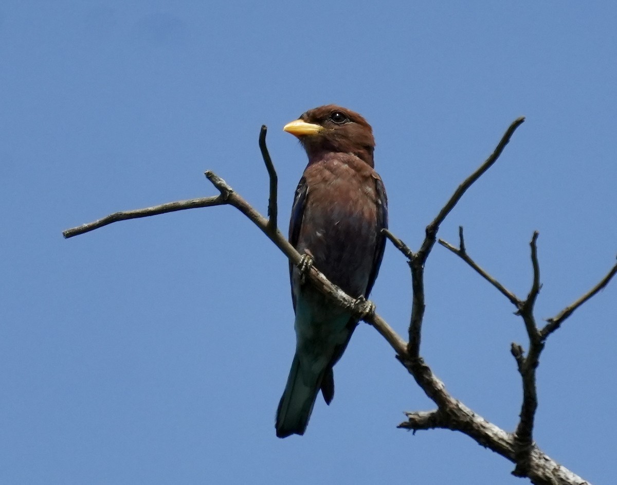 Broad-billed Roller - ML619817521