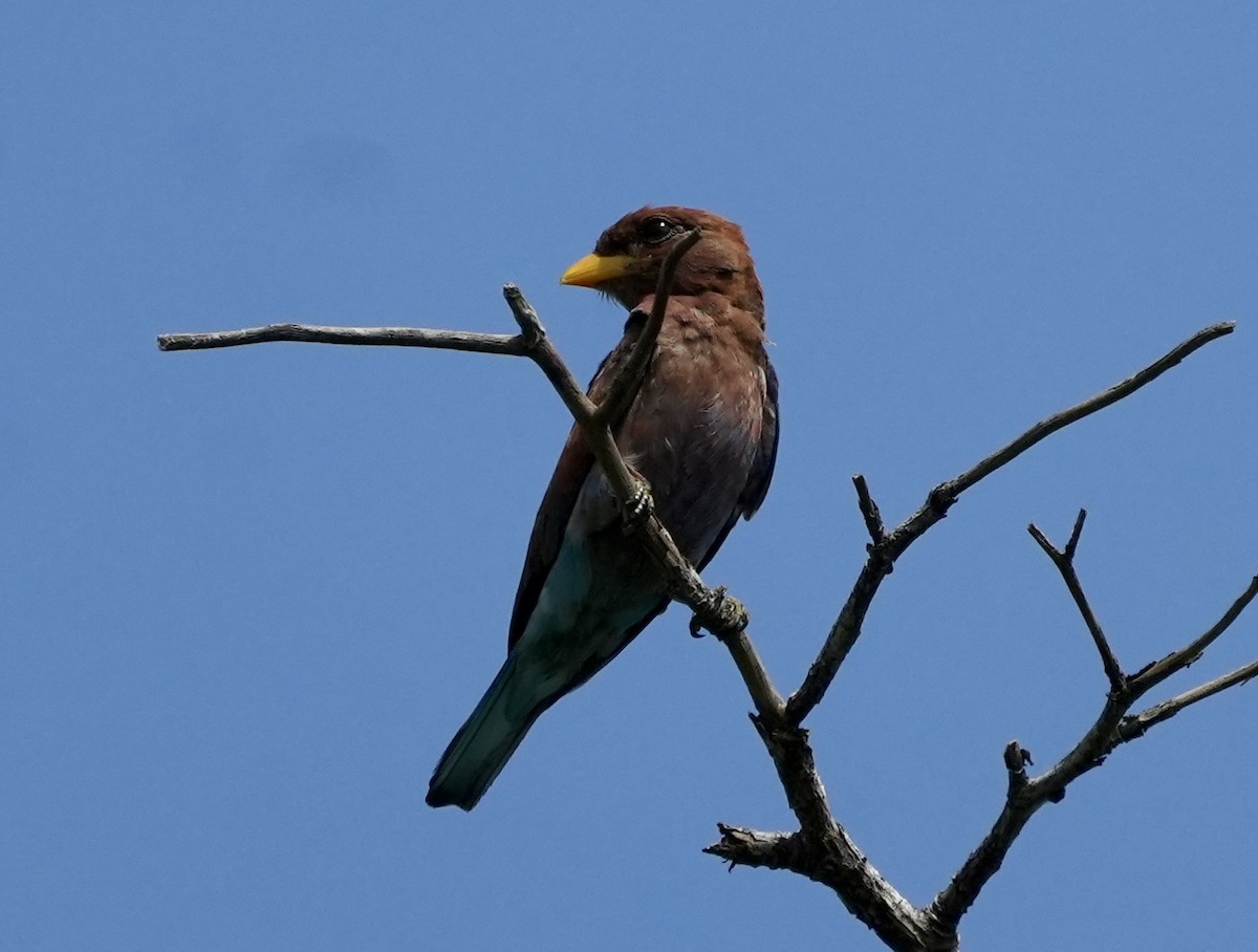 Broad-billed Roller - ML619817523