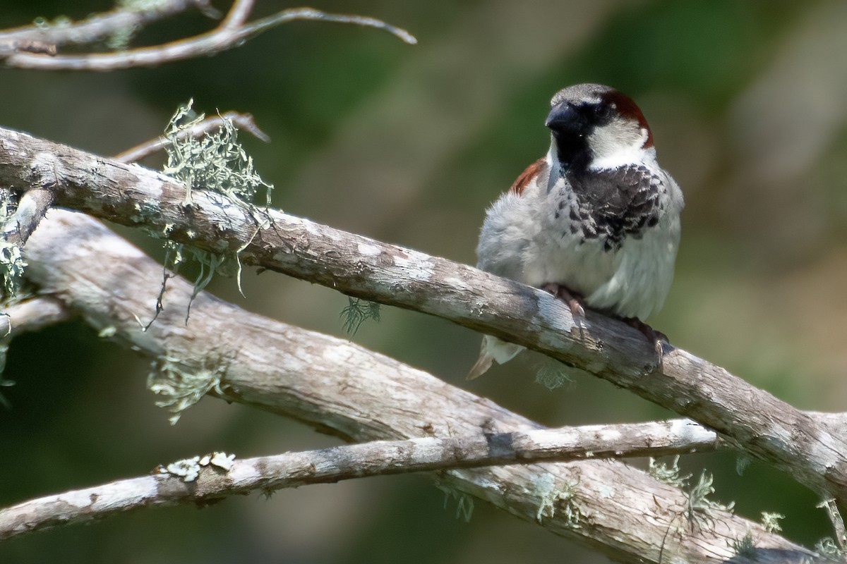 Moineau domestique - ML619817526