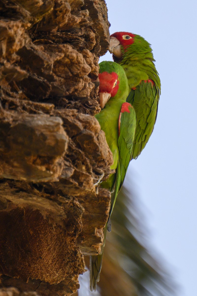 Guayaquil Papağanı - ML619817527