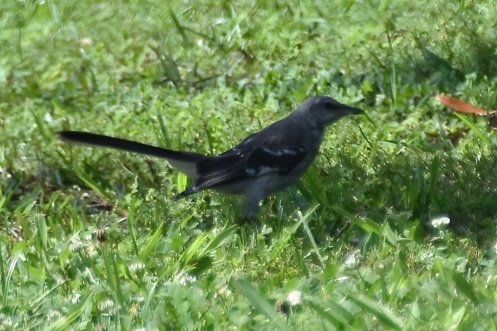 Northern Mockingbird - ML619817531