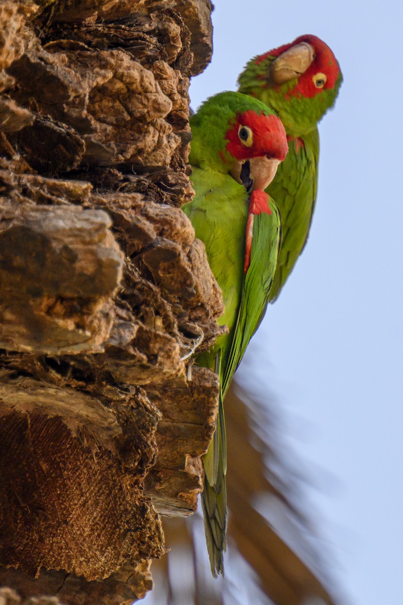 Guayaquil Papağanı - ML619817533