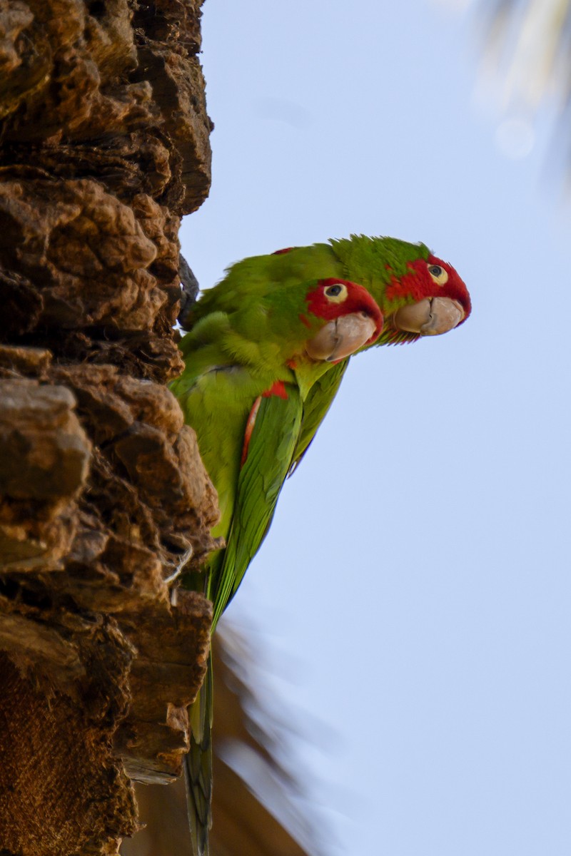 Conure à tête rouge - ML619817536