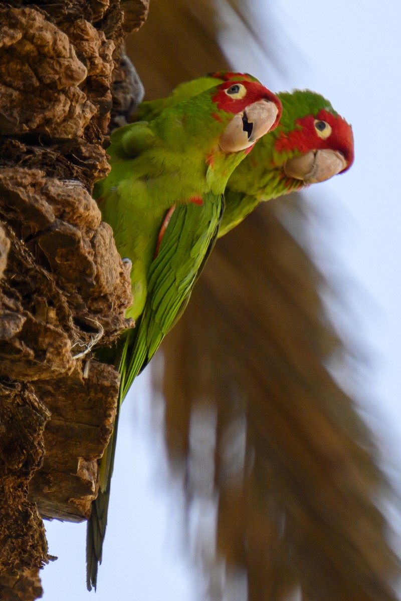 Conure à tête rouge - ML619817542