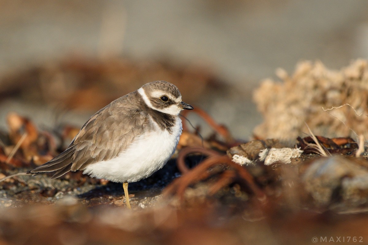 Semipalmated Plover - ML619817543
