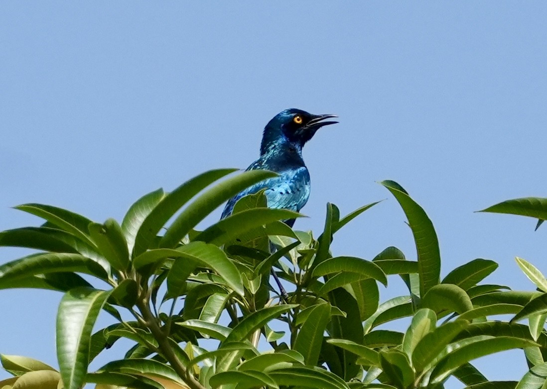 Splendid Starling - ML619817551