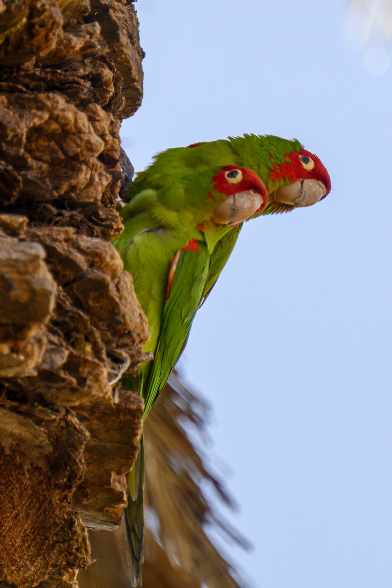 Guayaquil Papağanı - ML619817561