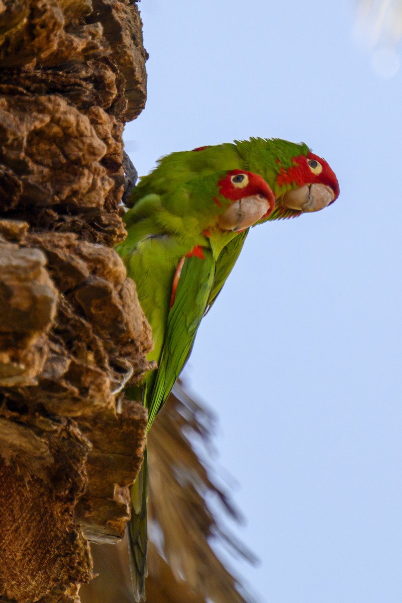 オナガアカボウシインコ - ML619817561