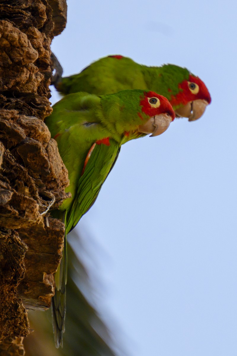 オナガアカボウシインコ - ML619817566