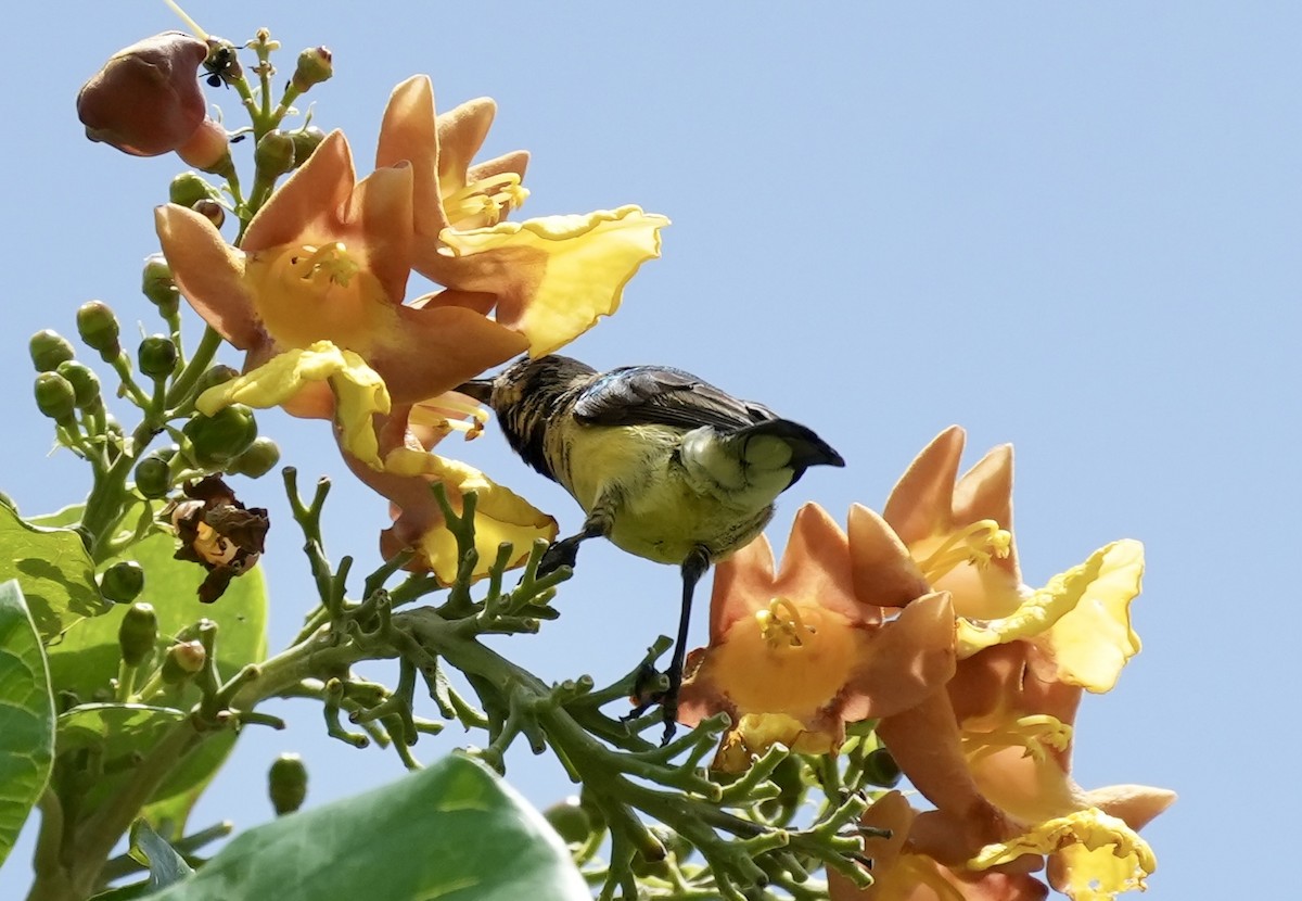 Collared Sunbird - ML619817568